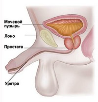 Уретрит у мужчин: симптомы и лечение