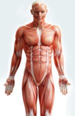 Исследование показывает, как старение приводит к ухудшению моторных функций