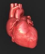 Мышечная ткань сердца млекопитающих имеет ограниченную способность к восстановлению 