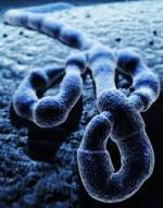 Иммунная система отвечает на экспериментальную вакцину против вируса Эбола
