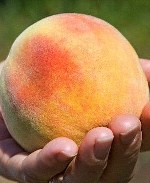Три персика в день – профилактика рака груди!