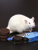 Ученые сравнили Oreos с кокаином
