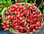Шиповник эффективен при болях в суставах